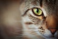 Closeup of cat face. Fauna background Royalty Free Stock Photo