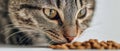 Closeup cat face with focused eyes Royalty Free Stock Photo