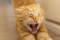 Closeup cat face with tooths on sight. Angry face on a blurred background Royalty Free Stock Photo