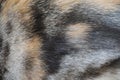 Close up cat fur texture background Royalty Free Stock Photo