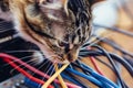 closeup of a cat playing with a cluster of network cables Royalty Free Stock Photo