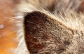 Closeup of a cat's ear. Macro. Royalty Free Stock Photo