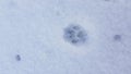 Closeup of cat`s paw footprint into clean white snow surface with deep small round spots of melting water. Abstract background Royalty Free Stock Photo