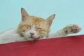 Closeup of a cat sleeping Royalty Free Stock Photo