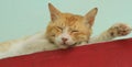 Closeup of a cat sleeping Royalty Free Stock Photo