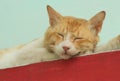 Closeup of a cat sleeping Royalty Free Stock Photo