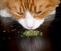 Closeup of a cat sniffing a pile of catnip