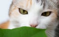 cat sniffs green leaves Royalty Free Stock Photo
