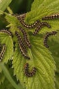 Closeup on caterpillar aggregation of the small tortoiseshell butterfly, Aglais urticae