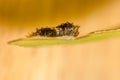 Closeup of caterpillar of common lime butterfly.