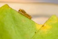 Closeup of caterpillar of common lime butterfly.