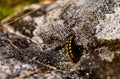 Closeup caterpillar crawling on a garden soil with blur background