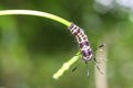 Closeup Caterpillar on green