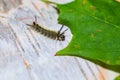 Closeup of a Caterpillar of a Hickory Tussock moth