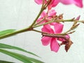 Closeup of caterpillar insect, beautiful pink flower in branch of green leaves plant, nature photography, gardening background Royalty Free Stock Photo