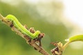 Closeup of a caterpillar or larva of a angle shades moth Phlogophora meticulosa