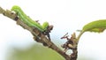 Closeup of a caterpillar or larva of a angle shades moth Phlogophora meticulosa