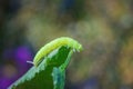 Natural closeup on the large green caterpillar of the Angle Shades Phlogophora meticulosa.