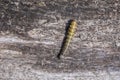 Closeup of a caterpillar or larva of a Orthosia cruda, the small Quaker moth Royalty Free Stock Photo