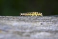 Closeup of a caterpillar or larva of a Orthosia cruda, the small Quaker moth Royalty Free Stock Photo