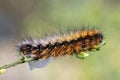 Closeup of a Caterpillar in the  natural environment Royalty Free Stock Photo