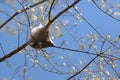 Closeup of a caterpillar nest in a tree