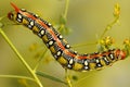 Closeup caterpillar of Spurge hawk moth has warning coloration