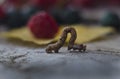 Closeup caterpillar is walking on a table with berries and a leaf in the background Royalty Free Stock Photo