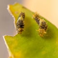 Closeup of caterpillars of common lime butterfly.