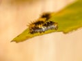 Closeup of caterpillars of common lime butterfly.