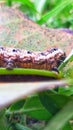 closeup of caterpillars on dry leaves?