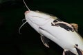 Closeup of a catfish Royalty Free Stock Photo