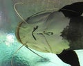 Closeup of a catfish from below Royalty Free Stock Photo
