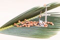 Closeup Catholic rosary with crucifix and beads on palm leaf