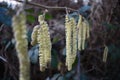 Closeup of catkins