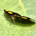 Closeup of a catonephele numilia butterfly on a green leaf