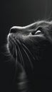 closeup cats face digital pencil imposing pose cover random arts standing hopeless grey