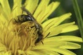 Closeup on a Catsear mining bee, Andrena humilis collecting pollen from a yellow dandelion flower, Taraxacum officinale Royalty Free Stock Photo