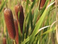 Closeup of cattails on a blurred background