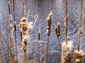 Closeup of cattails and water