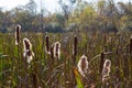 Closeup of Cattails