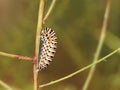Closeup of Catterpillar of Papilio machaon on twig