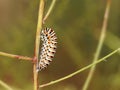 Closeup of Catterpillar of Papilio machaon on twig Royalty Free Stock Photo