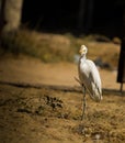 Closeup of a cattle egret bird perching on the ground with one leg Royalty Free Stock Photo