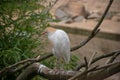 Closeup of a Cattle egret perched on a tree branch in the zoo of Osnabruck Royalty Free Stock Photo