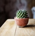 Closeup of catus in a terra-cotta pot