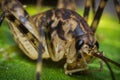 Closeup Cave Cricket Royalty Free Stock Photo