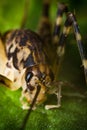 Closeup Cave Cricket Royalty Free Stock Photo