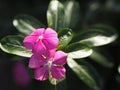 Cayenne Jasmine ,Periwinkle, Catharanthus rosea, Madagascar Periwinkle, Vinca, Apocynaceae name flower pink color springtime in Royalty Free Stock Photo