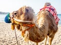 Closeup of a ccolorful camel on the beach near Muscat in Oman -
